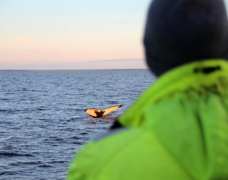 Midnight Sun Tour