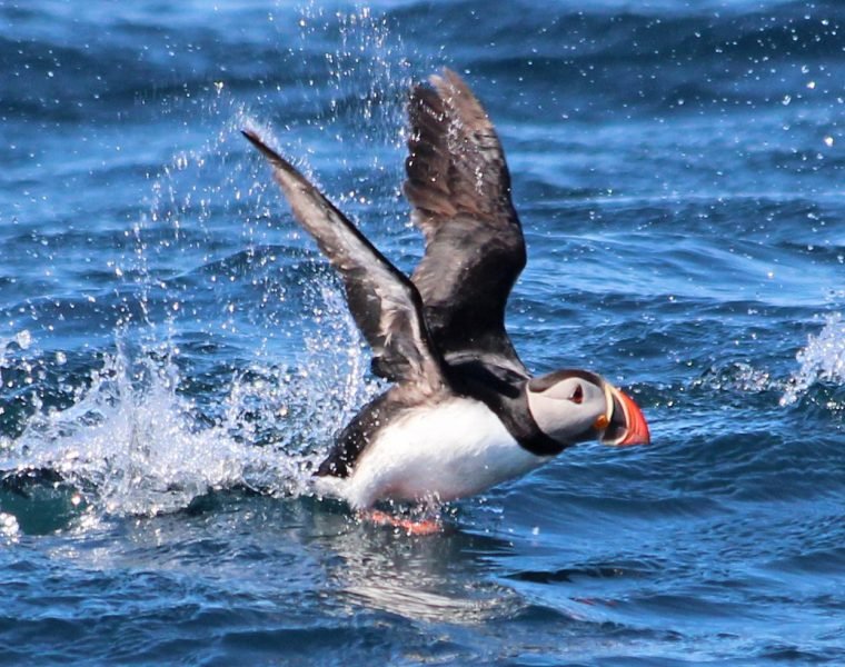 GG2 Big Whale Safari & Puffins