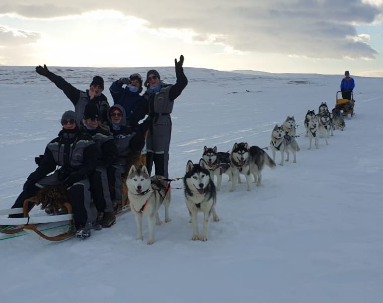 Siberian Husky Dog Sledding