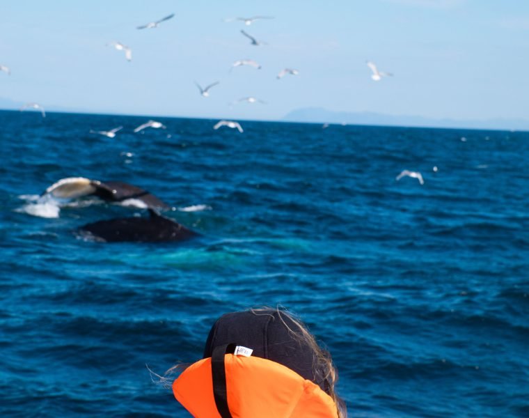 Whale Watching tour from Reykjavik
