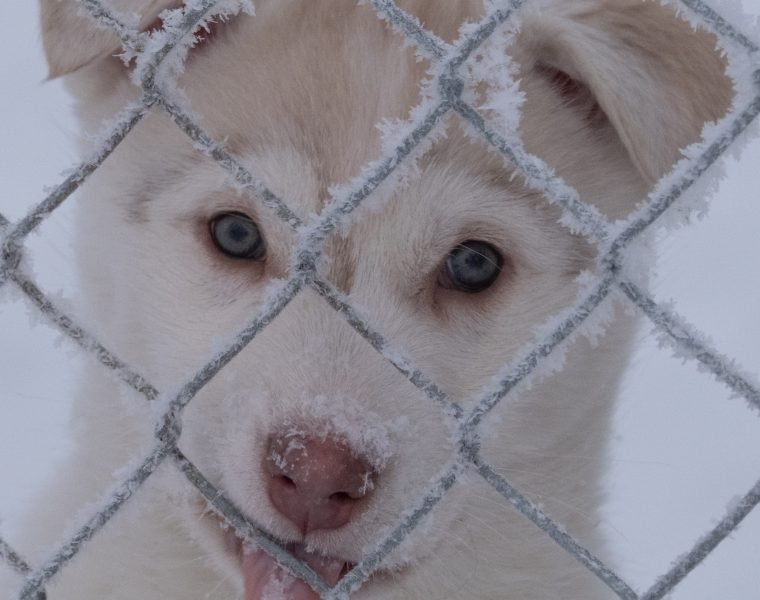 Siberian Husky Kennel Visit