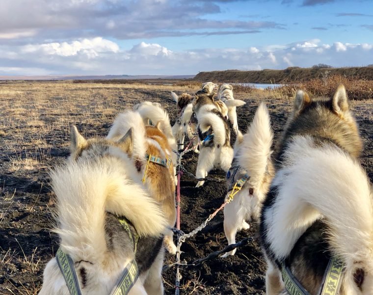 Dog Sledding Near Reykjavik