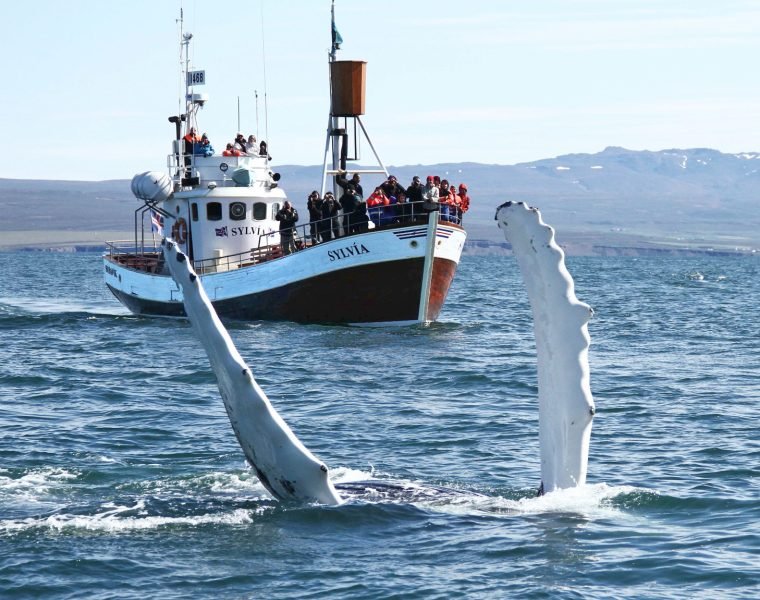 GG1 Whale Watching