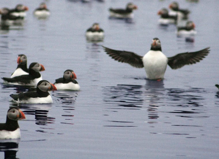 Whales & Puffins