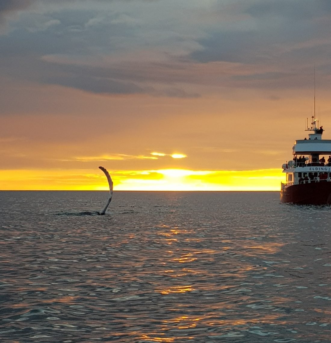 Reykjavík Classic Whales in the Midnight Sun