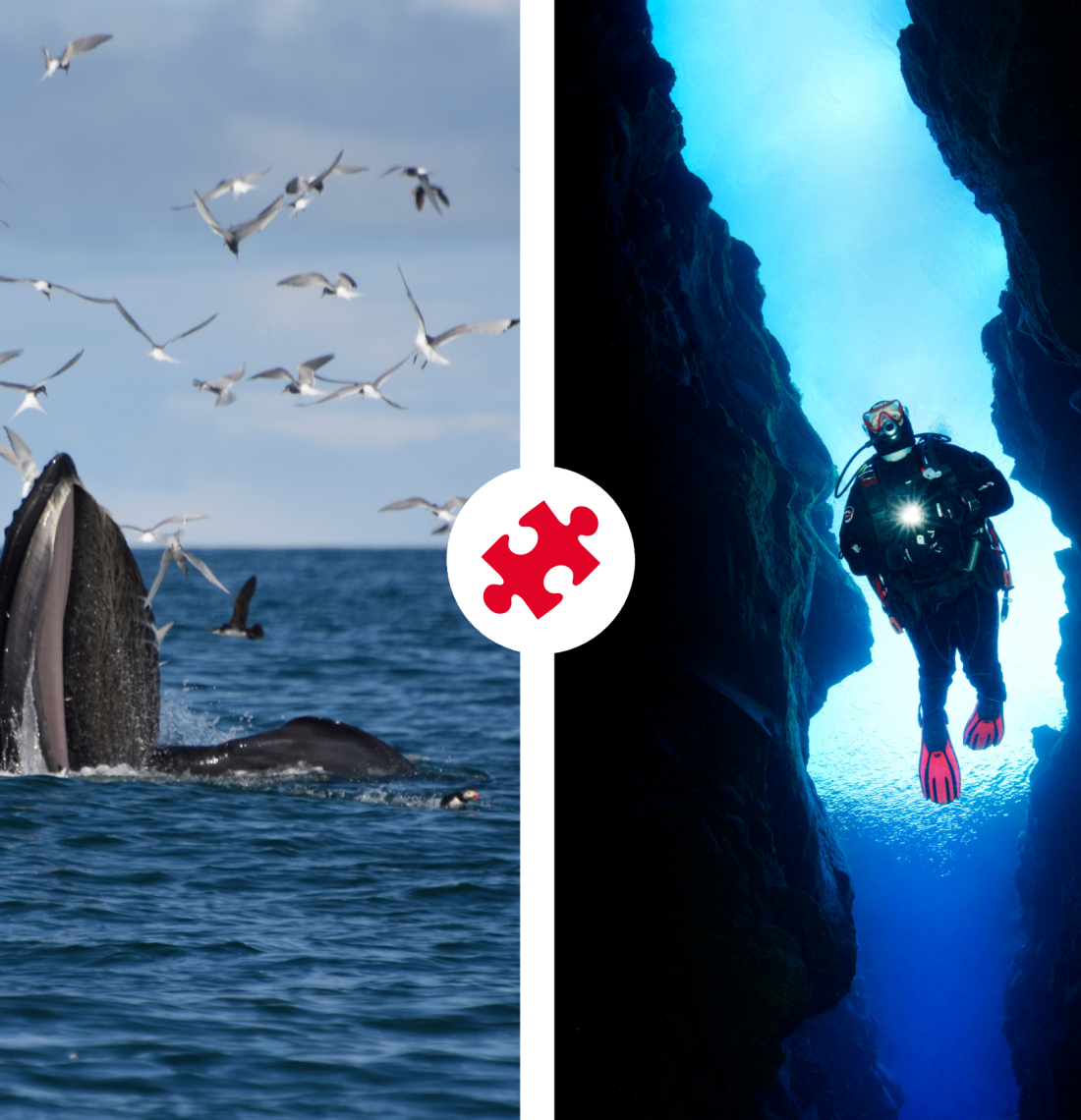 Reykjavík Whales & Diving