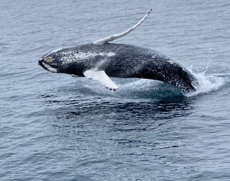Whale Watching tour from Reykjavik