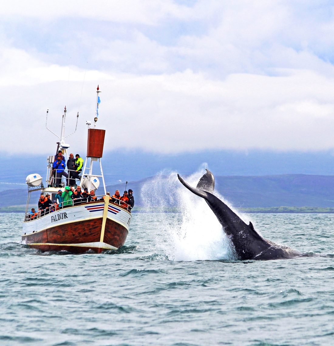 GG1 Whale Watching