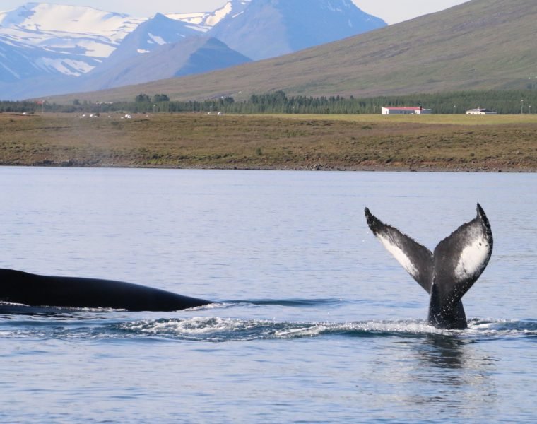 8 Day – Ultimate Iceland Highlight Hitter