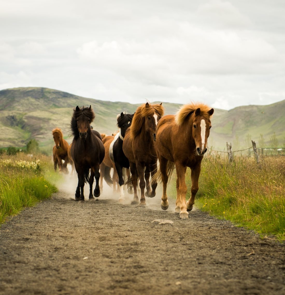 Hot Spring Valley Horse Riding Tour – Reykjadalur