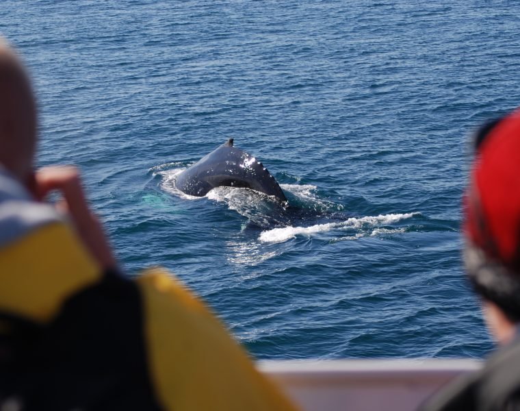 Snorkeling Silfra & Whale Watching