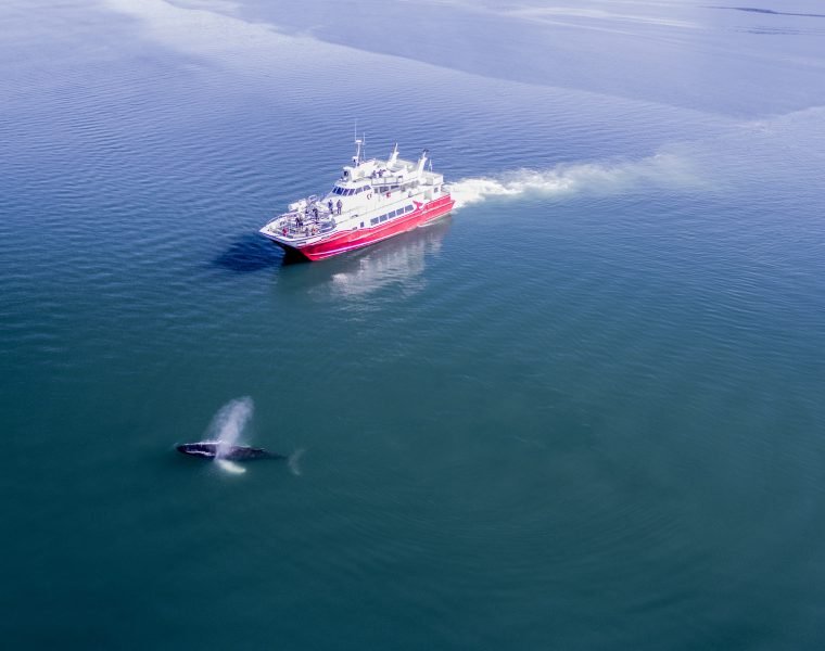 Akureyri Classic Whale Watching