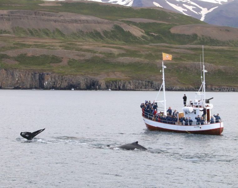 8 Day – Ultimate Iceland Highlight Hitter