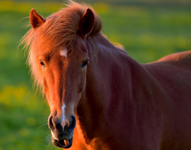 GG3 Whales & Horses