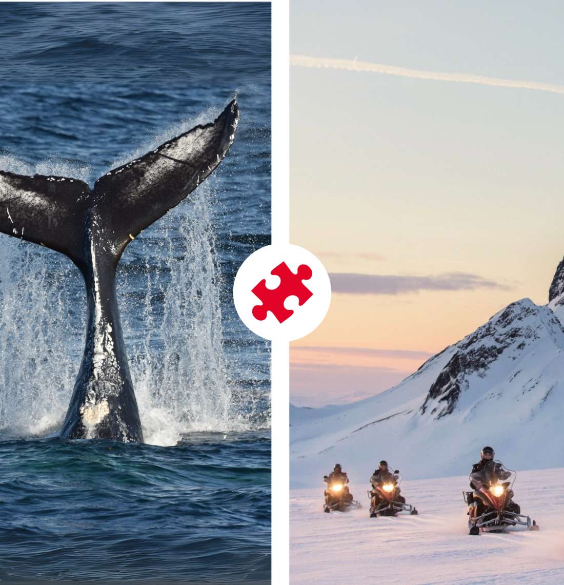 Reykjavík Whales & Snowmobile