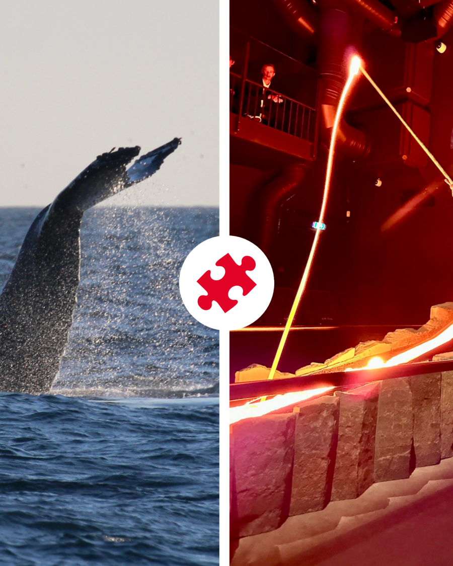 Whales & Lava Show