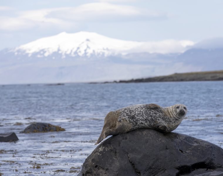 Snæfellsnes Peninsula Small Group Tour