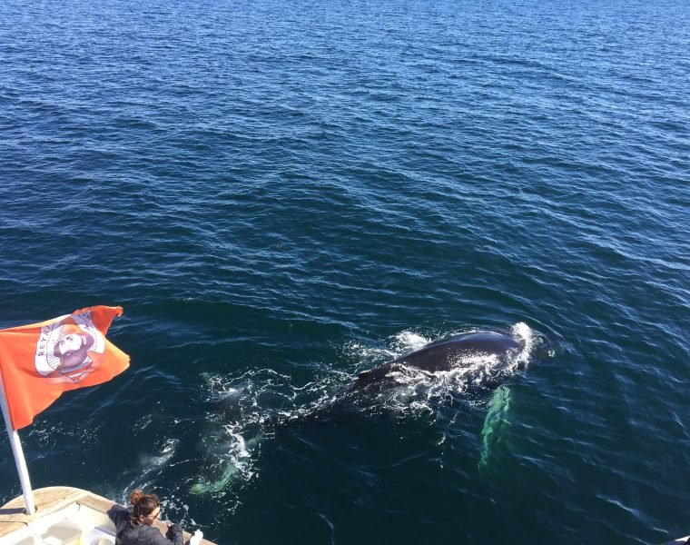 Whale Watching Excursion from Reykjavik & Whales of Iceland Exhibition: Explore the Sea’s Giants