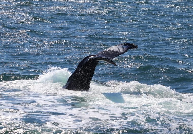 Whale Watching Express Adventure