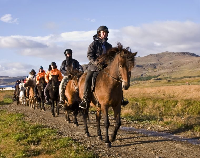 Horses and Puffins
