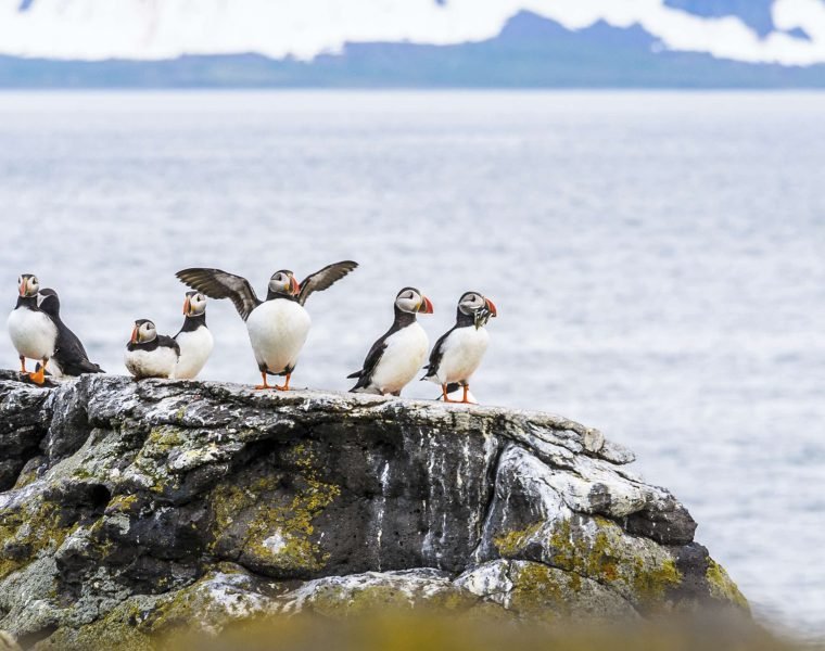 Puffin Express: 1-Hour Close Encounter with Adorable Birds