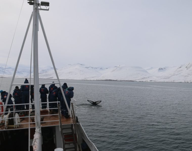 Classic Whale Watching from Dalvík