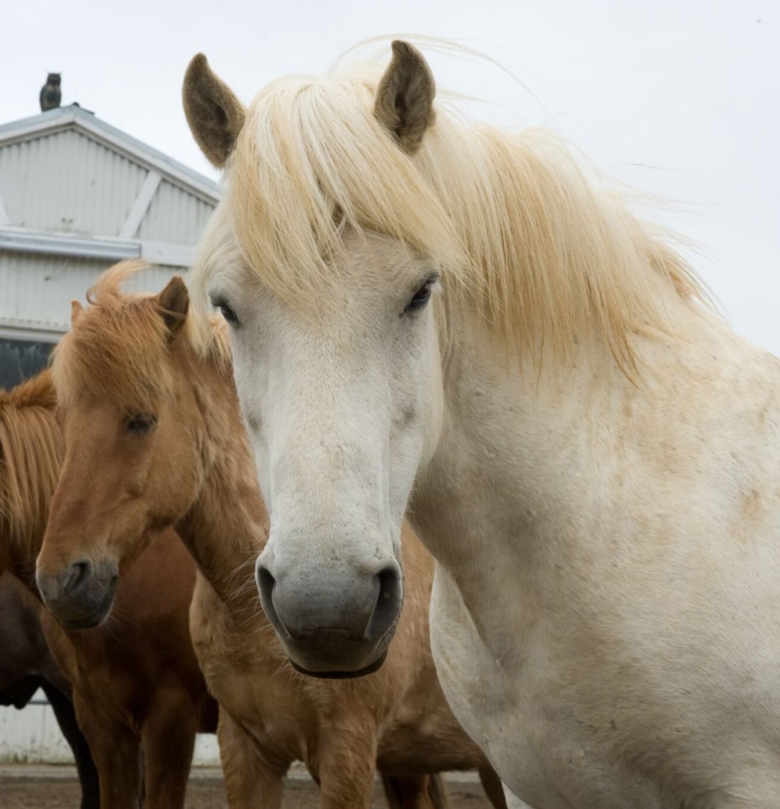 Horse Riding & Snorkeling from Reykjavik