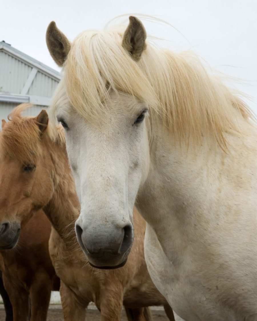 Horse Riding & Snorkeling from Reykjavik