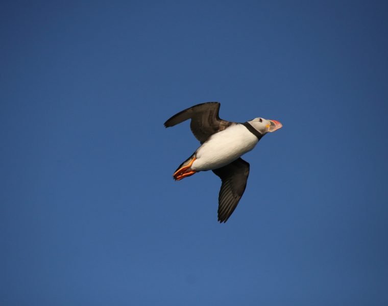 Horses and Puffins