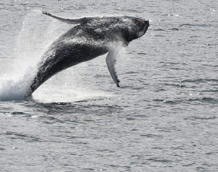 Whale Wonders: Morning Expedition