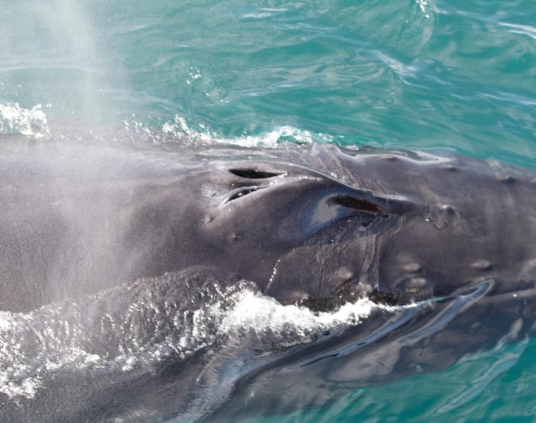 Akureyri Express Whales & Eyjafjord