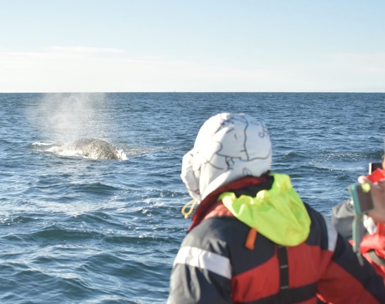 Reykjavík Sea Horse