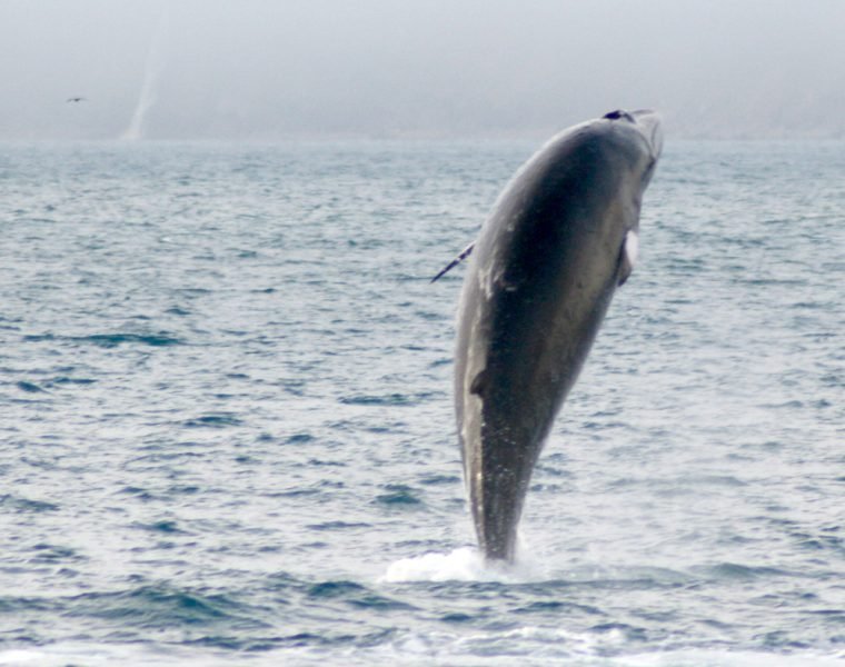 Classic Whale Watching from Dalvík