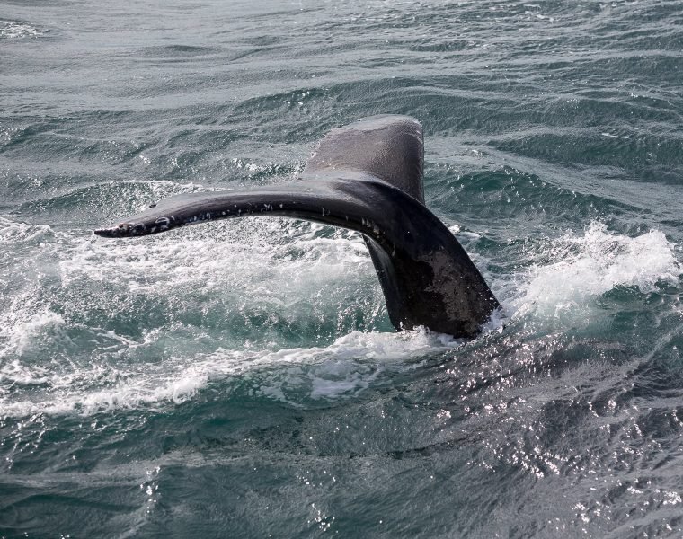 Whale Watching & Lava Show Reykjavik: Nature’s Breathtaking Spectacle