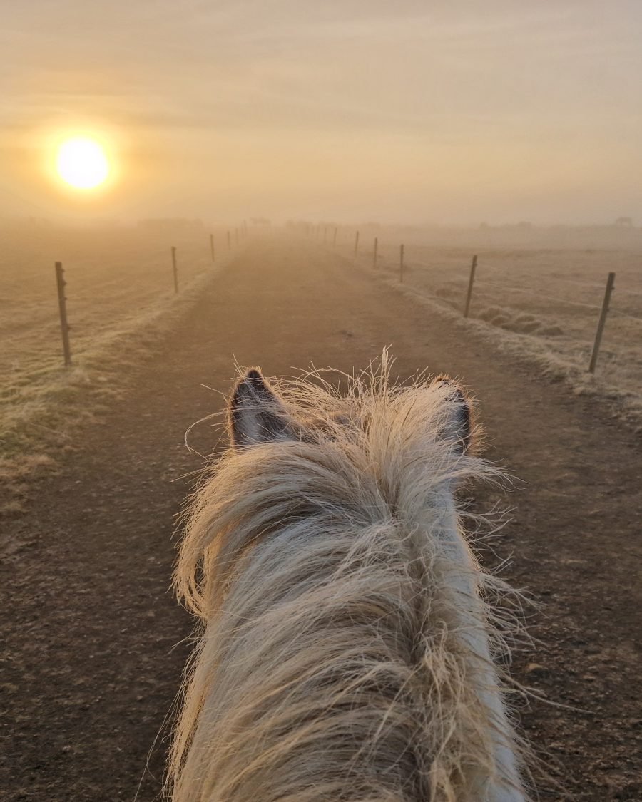 Riding and Gullfoss, Geysir & Þingvellir