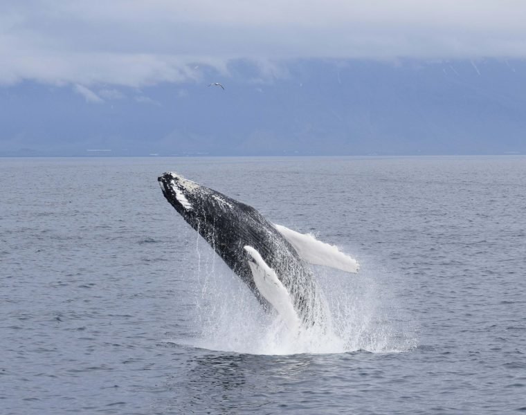 The Lava Tunnel and Whale Watching