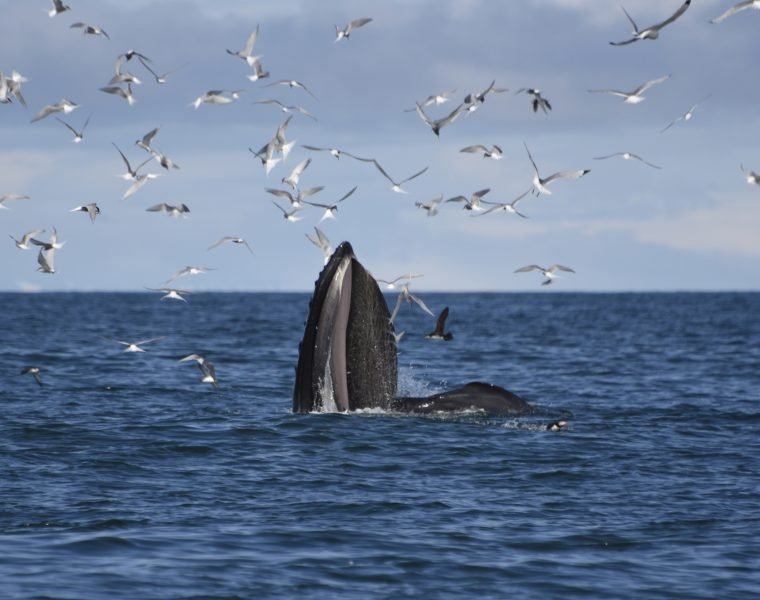 Reykjavík Whales & Snorkeling