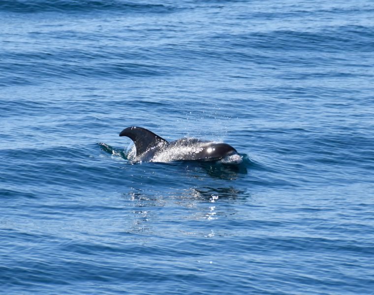 Whale Watching