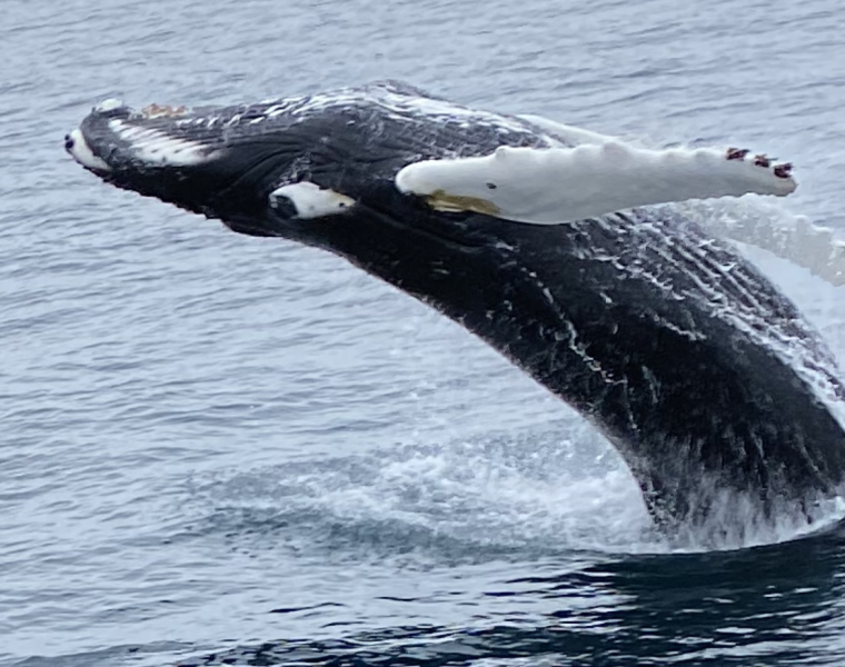 Whale Watching Excursion from Reykjavik & Whales of Iceland Exhibition: Explore the Sea’s Giants
