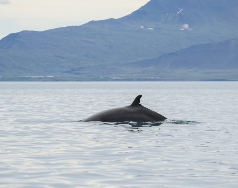Reykjavík Classic Whale Watching including pickup