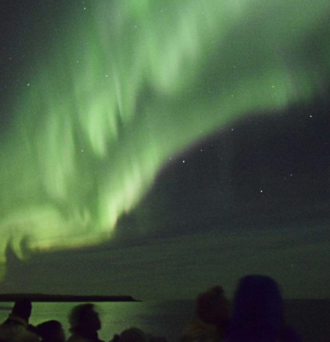 Horses & Northern Lights by boat