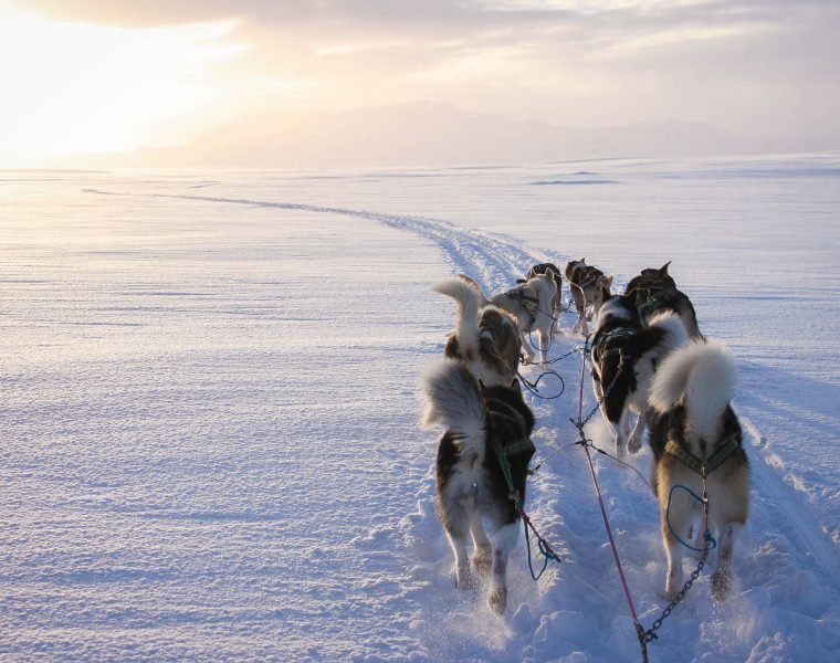 Dog Sledding Near Reykjavik