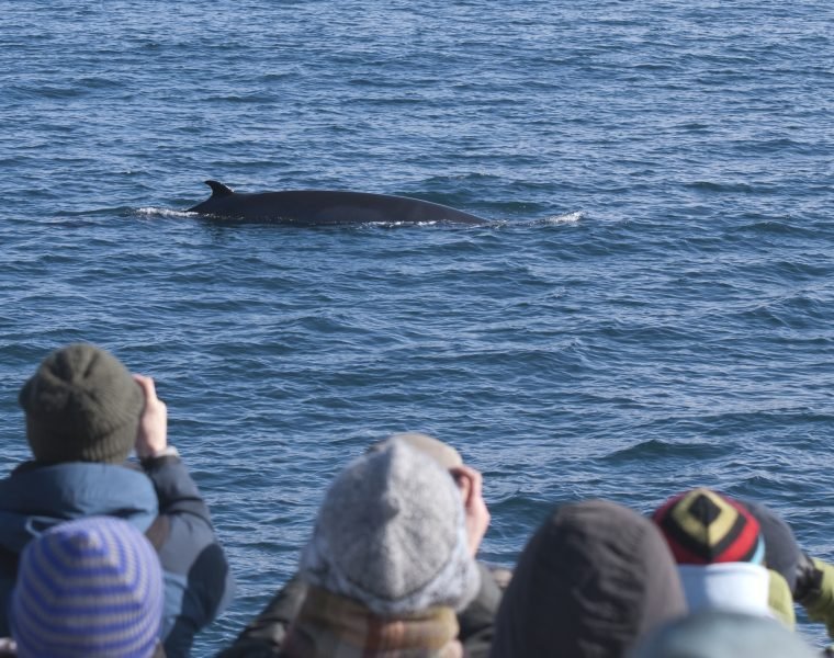 Classic Whales & Viking Horses
