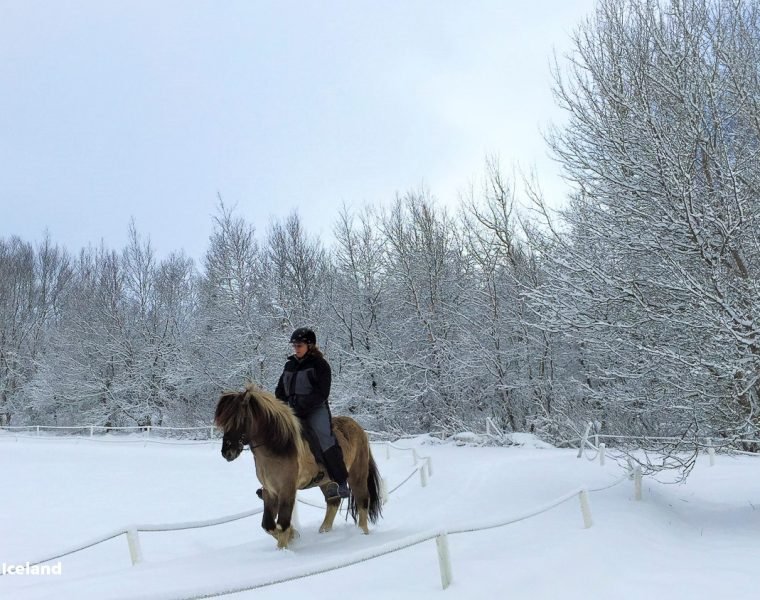 Golden Circle Small Group Tour with Friðheimar Farm Visit