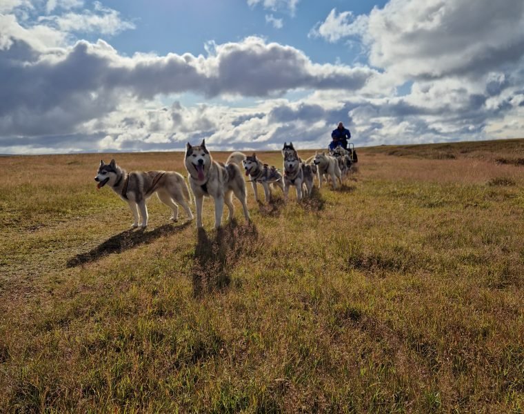 Summer Dog sledding
