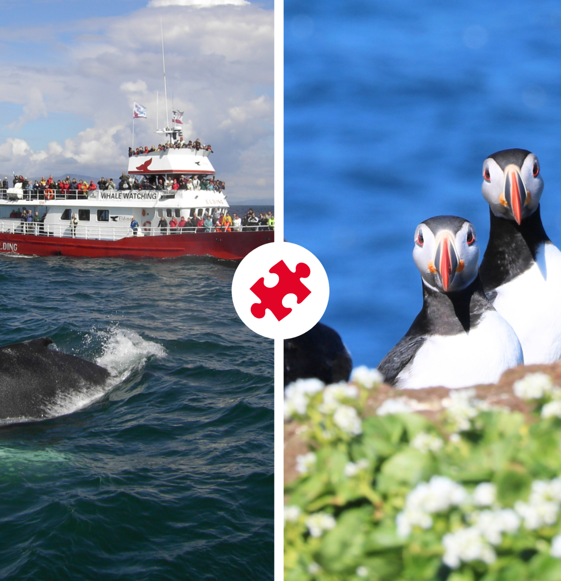 Reykjavík Whales & Puffins