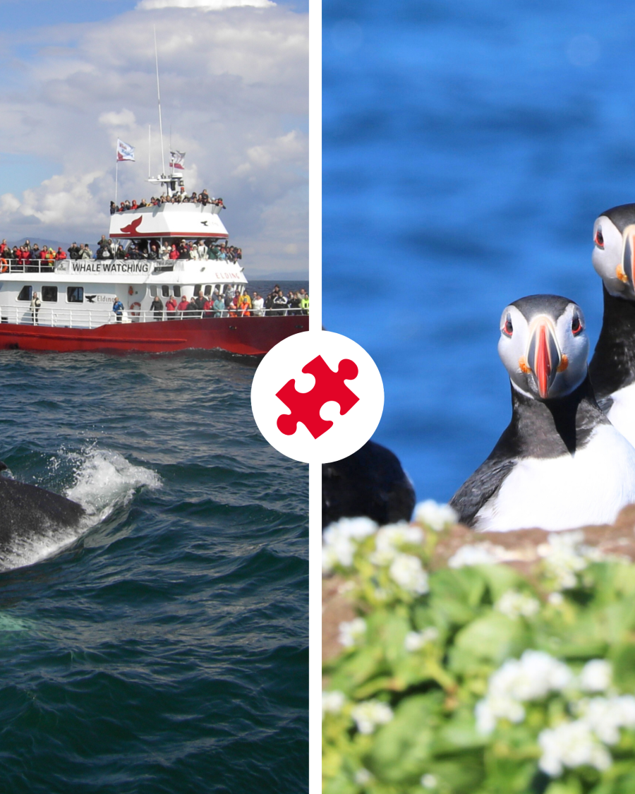 Reykjavík Whales & Puffins