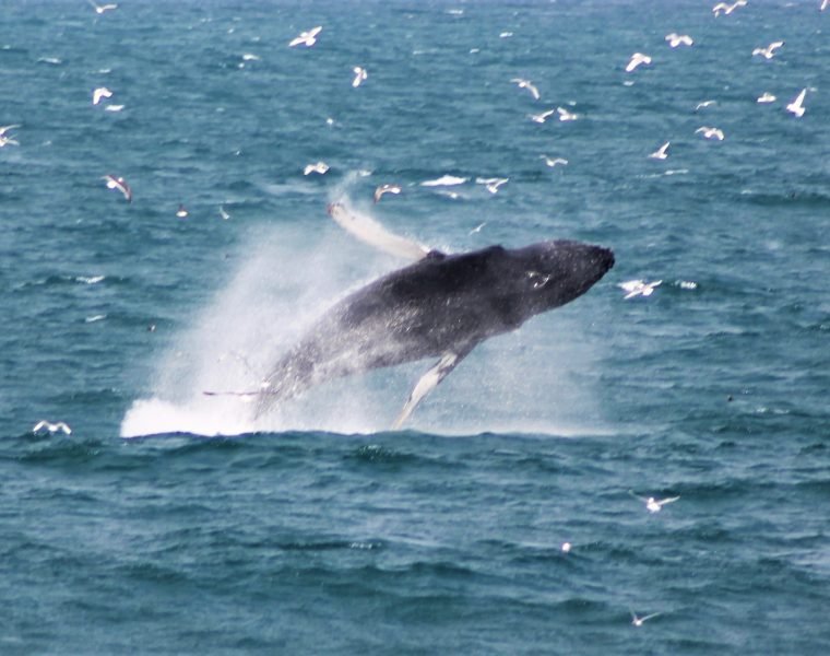 Whale Watching & Lava Show Reykjavik: Nature’s Breathtaking Spectacle