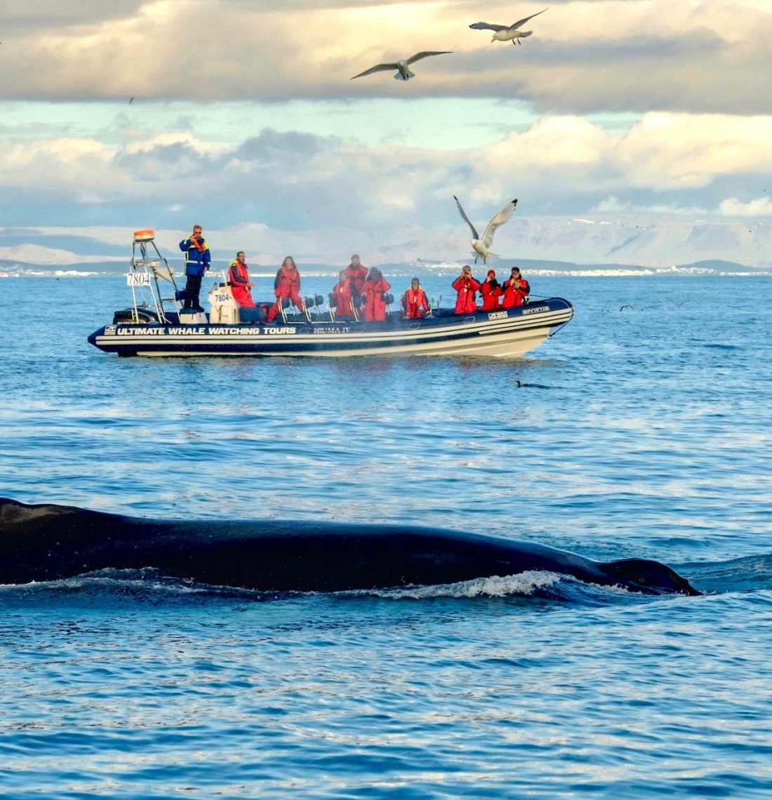 Reykjavík Premium Whale Watching