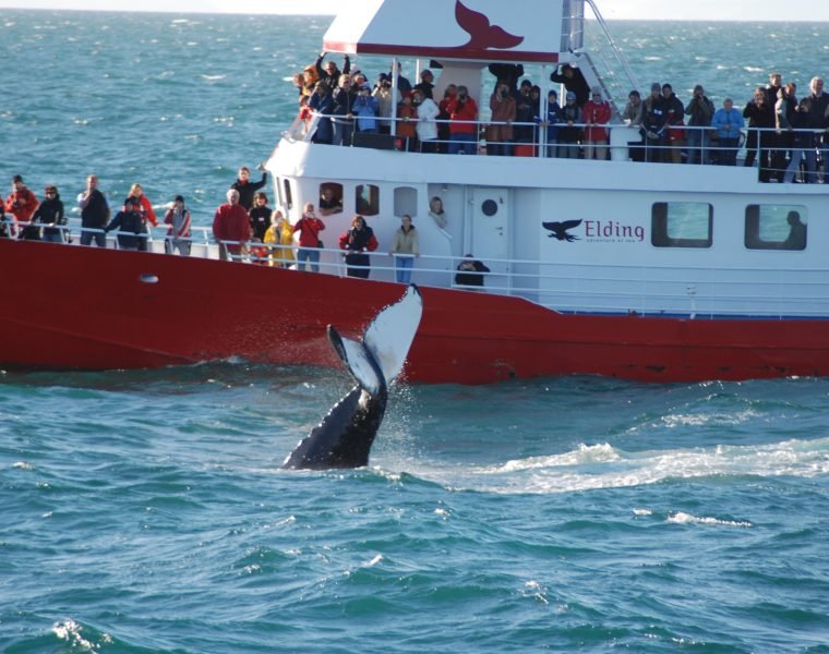 Snorkeling Silfra & Whale Watching